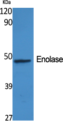 WB - Enolase Polyclonal Antibody AP69744